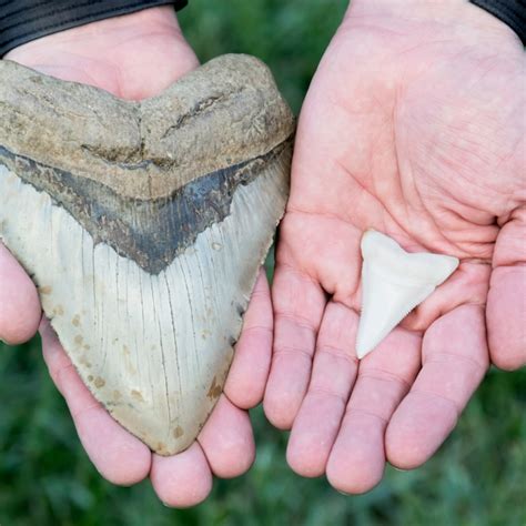 are megalodon teeth worth money.